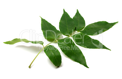 Green ash-tree leaf