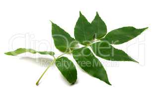 Green ash-tree leaf