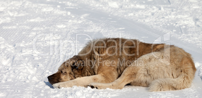 Dog sleeping on snow