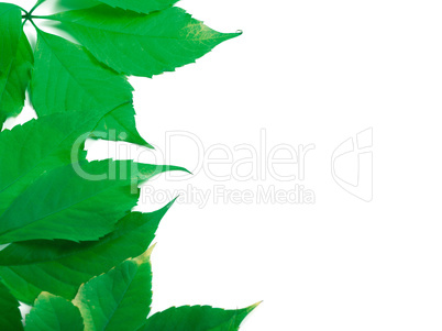 Green leaves with copy space