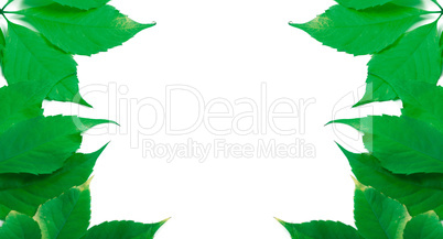 Green leaves background with copy space