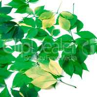 Scattered leaves on white background