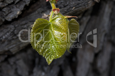 junges Blatt