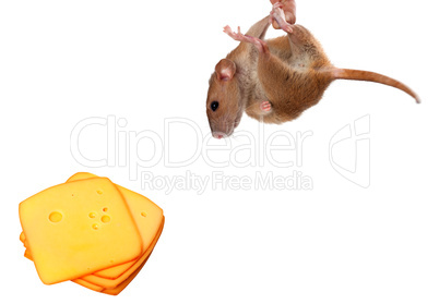 Fancy rat hang on finger and looking at slices of cheese