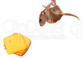 Fancy rat hang on finger and looking at slices of cheese