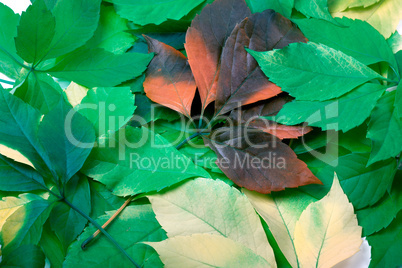 Background of multicolor leafs