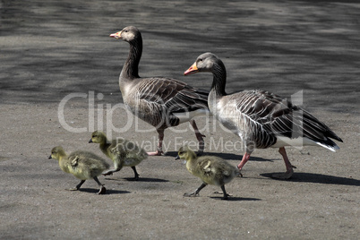 Gänsefamilie