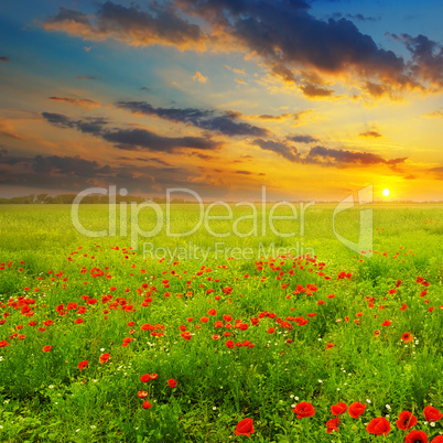 Field with poppies and sunrise