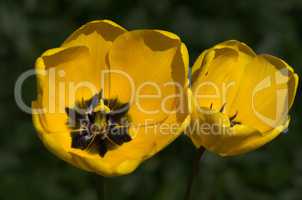 Tulpe