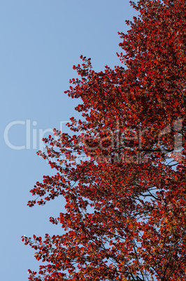 roter Baum