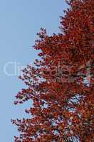 roter Baum