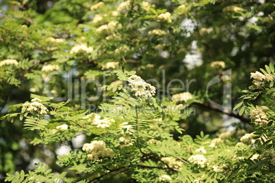 ashberry tree at spring day