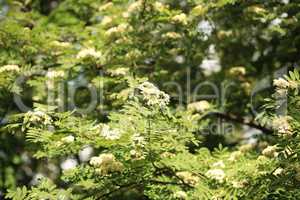 ashberry tree at spring day