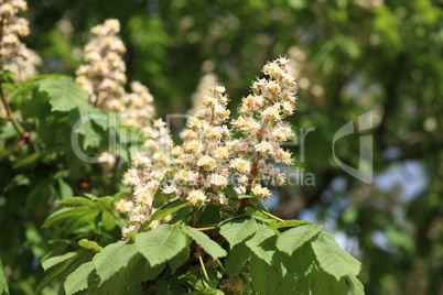 chestnut at spring day