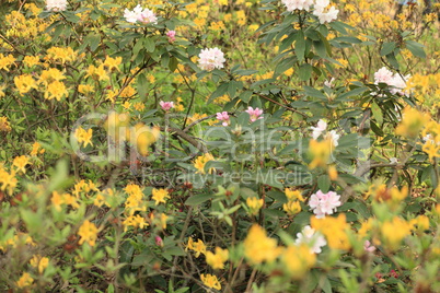 yellow Flowers at spring