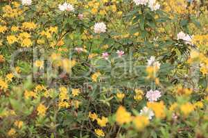 yellow Flowers at spring