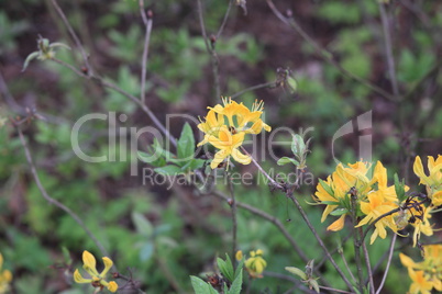 yellow Flowers at spring