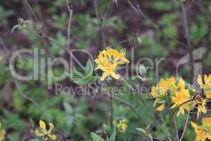 yellow Flowers at spring