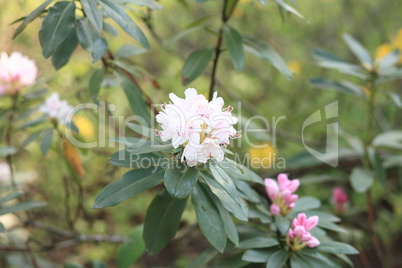 white Flowers at spring