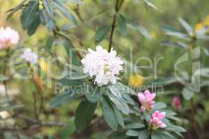 white Flowers at spring