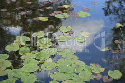 nymphaea in japan garden