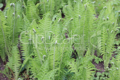 green fern at day