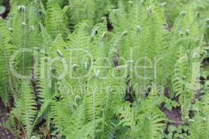 green fern at day