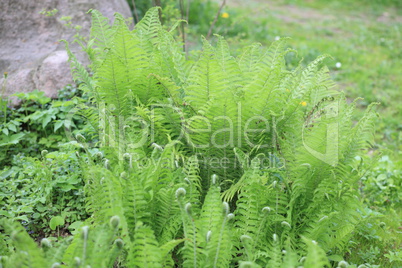 green fern at day