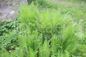 green fern at day