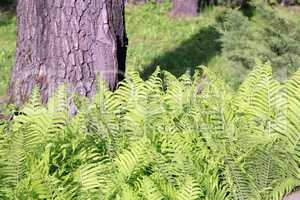 green fern at day