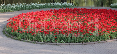 Red Tulip at Spring