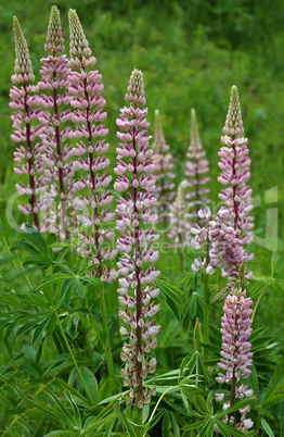 Hintergrund Lupinen