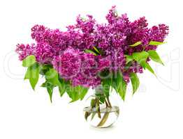 bouquet of lilac in a glass vase isolated on white background