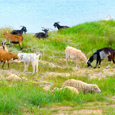 domestic goats grazing on pasture