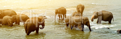 Big bathing elephants