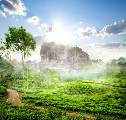 Sigiriya and tea field