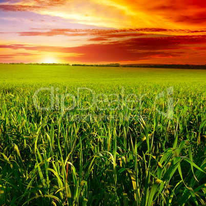 Beautiful sunset on wheat field