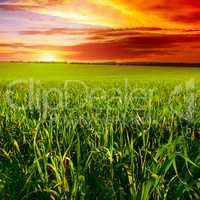 Beautiful sunset on wheat field