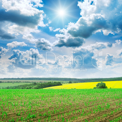 Beautiful sunrise on green cornfield