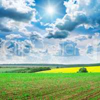 Beautiful sunrise on green cornfield