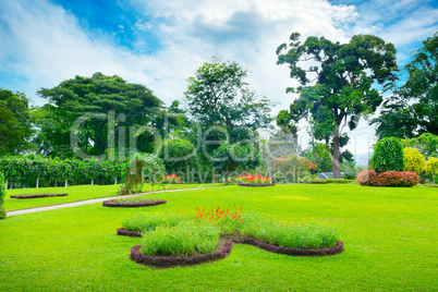 beautiful meadow in park