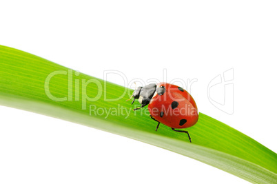 ladybird on green leaf