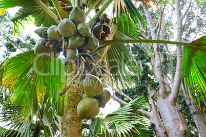 fruit on the tree coconut