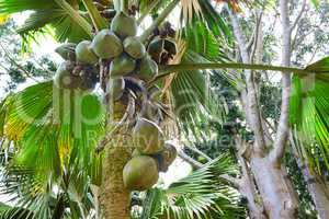 fruit on the tree coconut