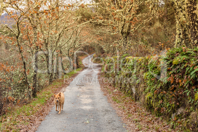 Lonely dog walking along trail in woods
