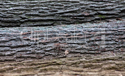 Tree trunk or Bark background