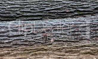 Tree trunk or Bark background