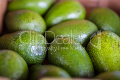 Green avocados at farmer market