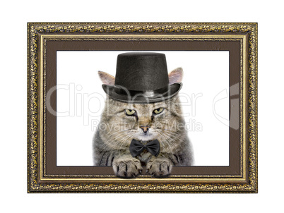 Cat in the hat and bow tie looks out of the picture frame