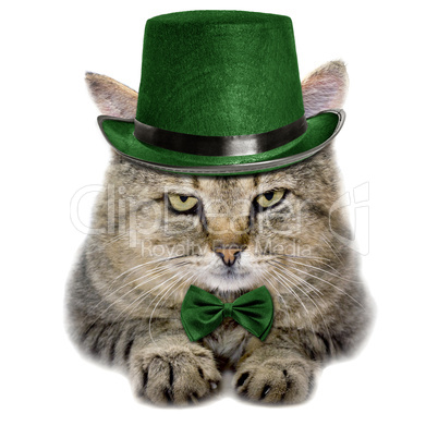cat in a green hat and tie butterfly isolated on white backgroun
